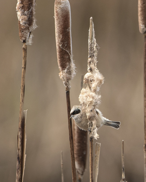 Thumbnail of Penduline Tit